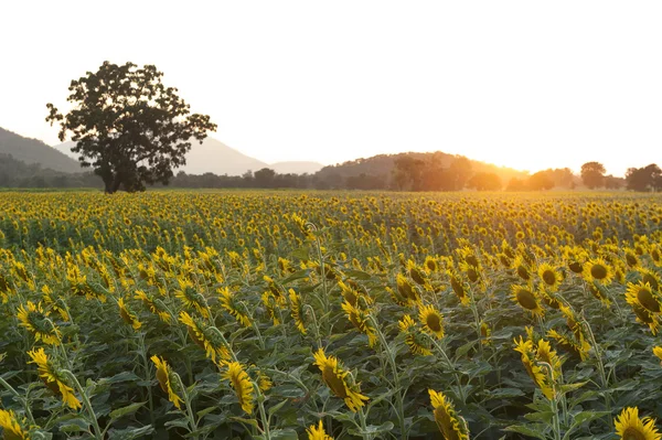 Sommarlandskap: skönhet solnedgång över solrosor fält — Stockfoto