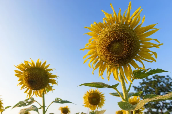 Close up Sunflower against a blue sky — Stock Photo, Image