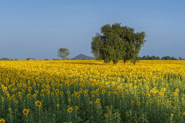 Blooming field of sunflowers on blue sky — Stock Photo, Image