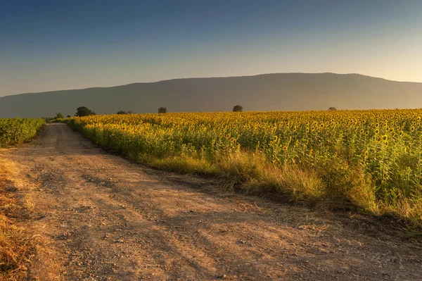 Paesaggio estivo con un campo di girasoli, una strada sterrata e un albero — Foto Stock