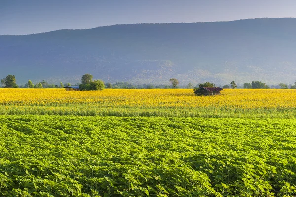 Blommande fält av solrosor på blå himmel — Stockfoto