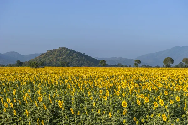 Blommande fält av solrosor på blå himmel — Stockfoto