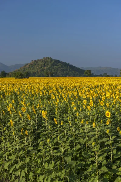 Blommande fält av solrosor på blå himmel — Stockfoto