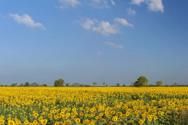 Campo florescente de girassóis no céu azul — Fotografia de Stock