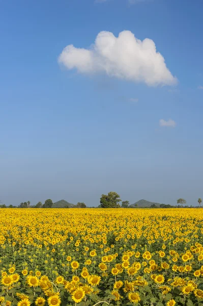 Blommande fält av solrosor på blå himmel — Stockfoto