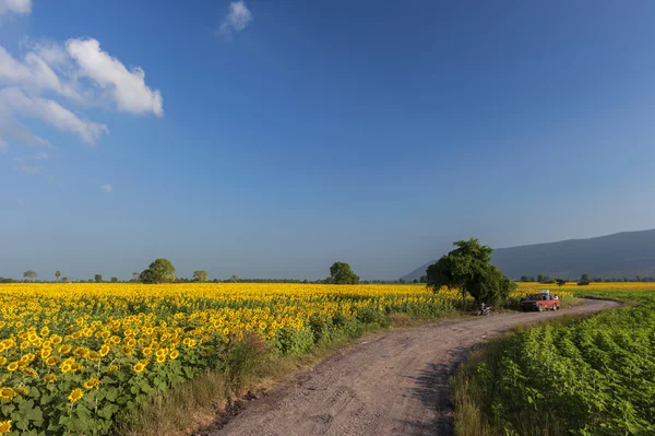 Paisagem de verão com um campo de girassóis, uma estrada de terra e uma árvore — Fotografia de Stock