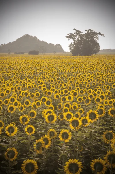 Vintage foto de girassol no campo ao pôr-do-sol — Fotografia de Stock