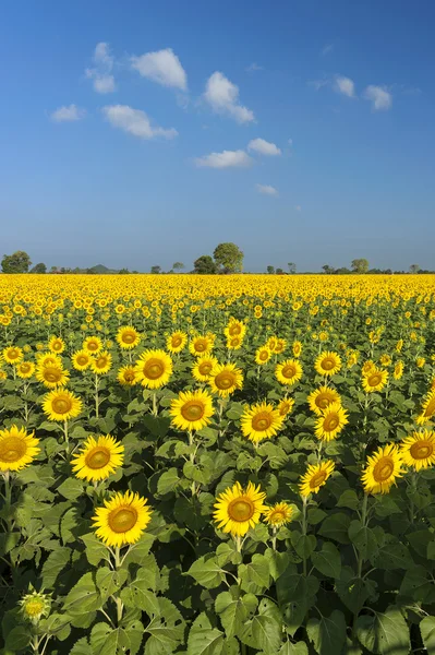 Campo florescente de girassóis no céu azul — Fotografia de Stock