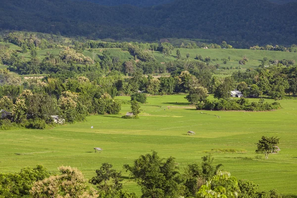 Pai şehir Tayland