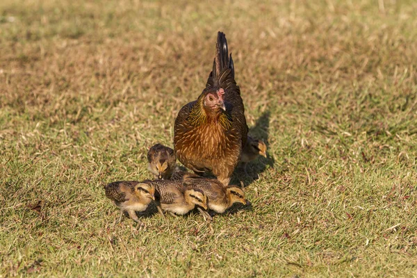 Newborn chickens and her mother hen — Stock Photo, Image