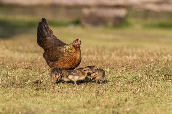 Poulets nouveau-nés et sa mère poule — Photo