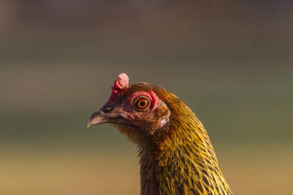 Red Chicken Head Close-Up — Stock Photo, Image