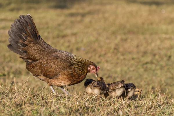 Yeni doğan tavuk ve onun anne tavuk