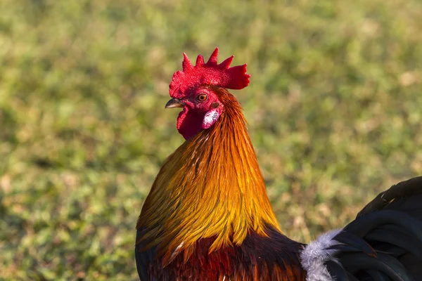 赤鶏のヘッドのクローズ アップ — ストック写真