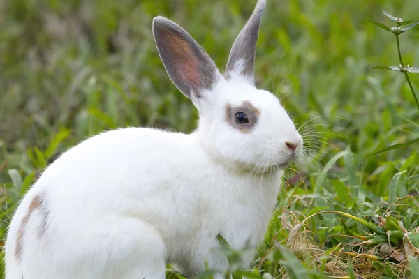 Yeşil çim beyaz tavşan.