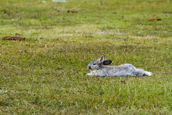 緑の草の中のウサギ — ストック写真