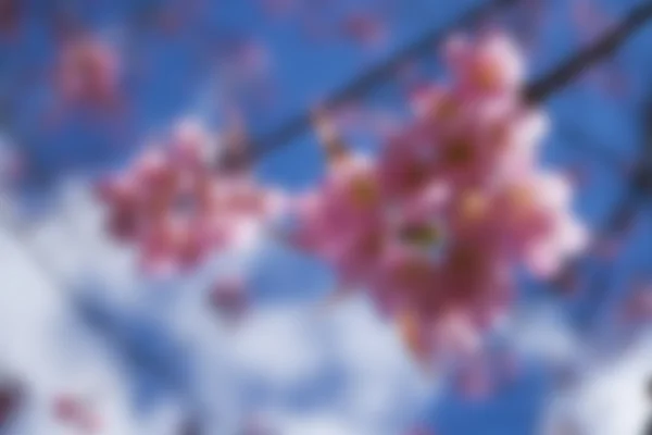 Roze flower wazige achtergrond — Stockfoto