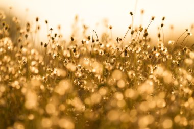 Pattaya City, Chonburi Thailan Island tropikal beach Koh Larne