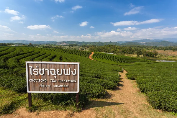 Choui Fong çay çiftlik, Chiang Rai Tayland