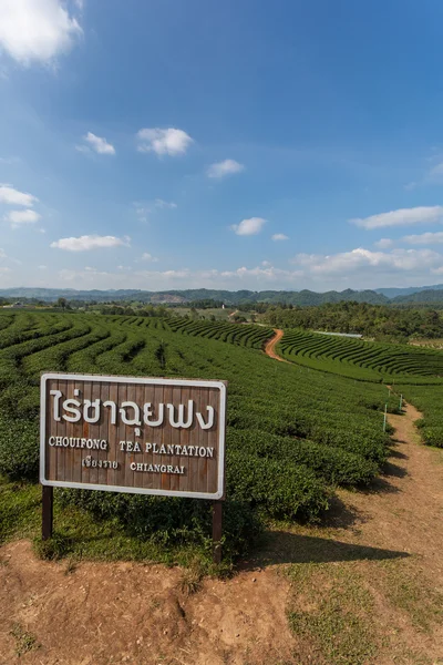 Granja de té Choui Fong, Chiang Rai Tailandia — Foto de Stock