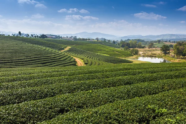 Choui Fong çay çiftlik, Chiang Rai Tayland