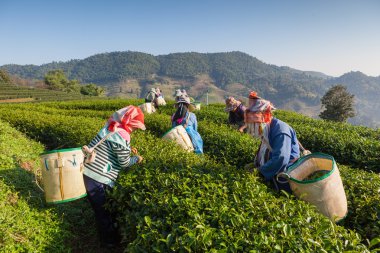 Tayland 'da çay tarlaları.