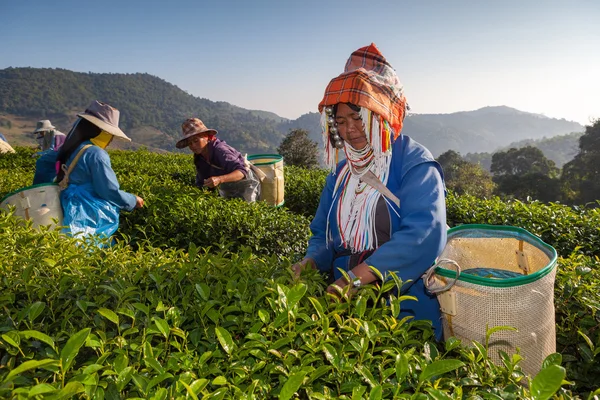 Çay plantasyonunda Chui Fong, Chiang Rai, Tayland.