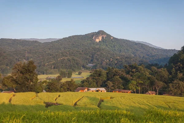 Campo di riso — Foto Stock