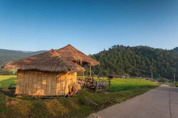 Rice Field — Stock Photo, Image