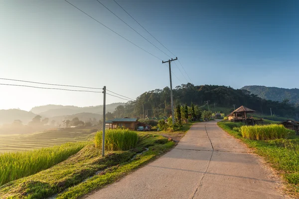 Rice Field — Stock Photo, Image