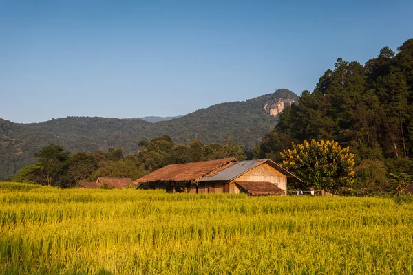 Rice Field — Stock Photo, Image