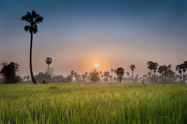 Pirinç alan palmiye ağaç arka plan ile