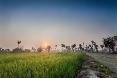 Pirinç alan palmiye ağaç arka plan ile