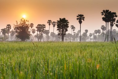 Pirinç alan palmiye ağaç arka plan ile
