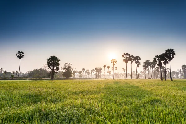 Rice field with palm tree background — Stock Photo, Image