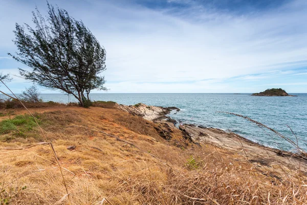 Landscape of tree and sea coastline — Stock Photo, Image