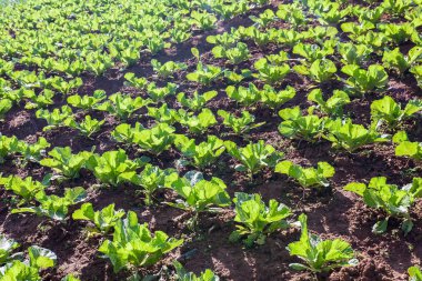 Lahana Plantation alan Dağı'nda