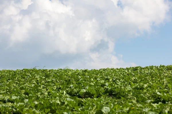 Huvudkål Plantation fältet på berg — Stockfoto