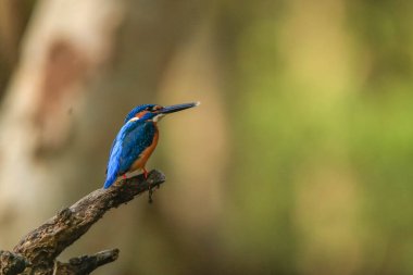 Küçük mavi bir Kingfisher (Alcedo) güzel bir bokeh arka plan ile bir dalda oturuyor