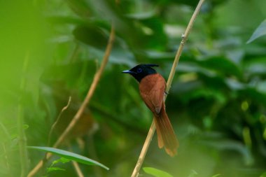 Hint cennetinde sinekkapan ya da Asya cennetinde sinekkapan (Terpsifon paradisi) yeşil önplanı ve arka planı bulanık bir dalda oturuyor.