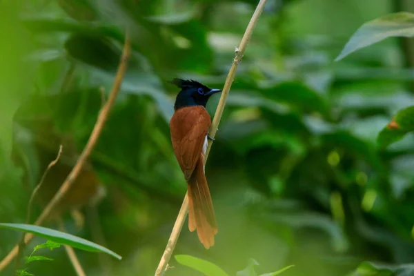 Paraíso Indiano Flycatcher Asiático Paraíso Flycatcher Terpsiphone Paradisi Sentado Ramo — Fotografia de Stock