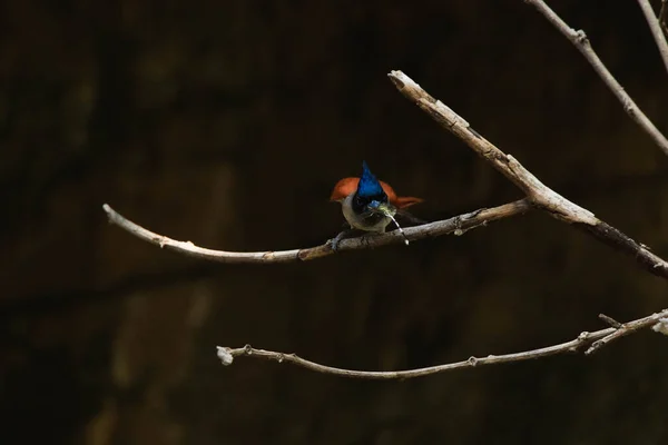 Indischer Paradiesfliegenschnäpper Terpsiphone Paradisi Weibchen Mit Libellenbeute Orangefarbener Vogel — Stockfoto