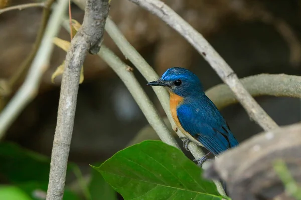 Tickell Blauwe Vliegenvanger Een Vogel Met Oranje Borst Hij Zit — Stockfoto