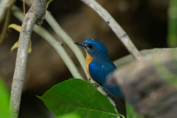 Tickell Blauwe Vliegenvanger Een Vogel Met Oranje Borst Hij Zit — Stockfoto
