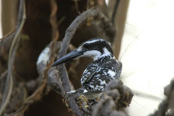 Pied Kingfisher Ceryle Rudis Черно Белая Птица Сидящая Ветке — стоковое фото
