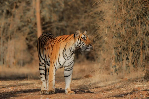 Royal Bengal Tiger Panthera Tigris Marchant Tête Haute Vers Caméra — Photo