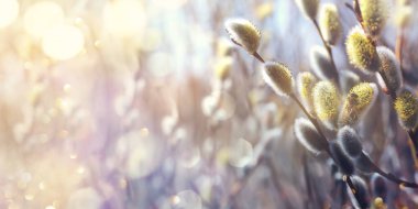 Blossoming branches of pussy willow with a bee on a background of sunlight. Spring background