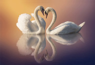 Suda bir çift kuğu ve yansıma.