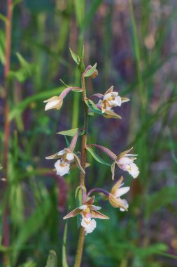 Epipactis palustris, the marsh helleborine is a species of orchid native to Europe and Asia.