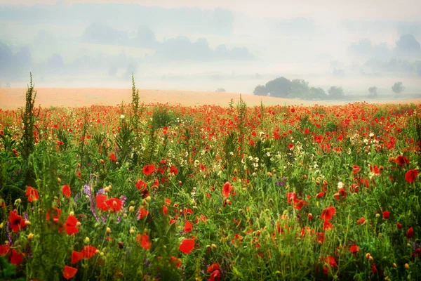 Field Full Poppies — Stock Photo, Image